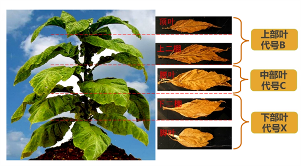 烟叶怎么分级？烟叶分级原理和方法