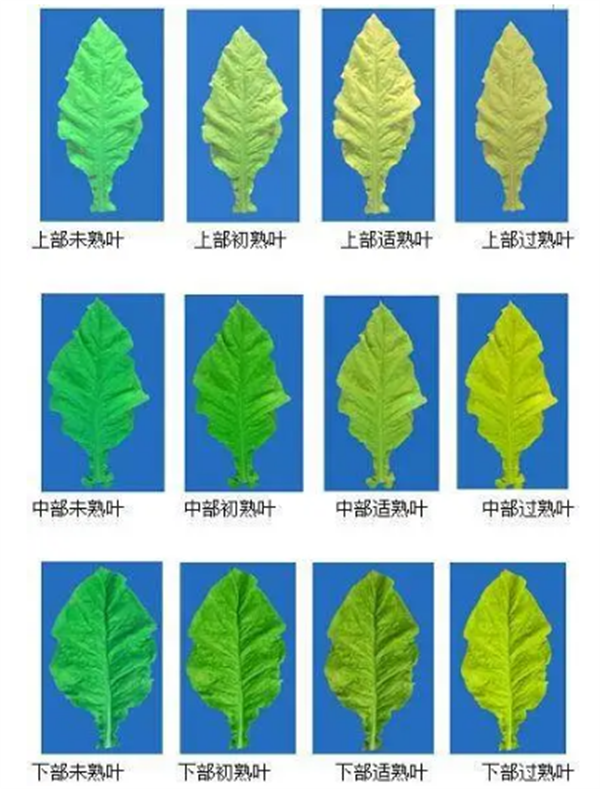 烟叶怎么分级？烟叶分级原理和方法2