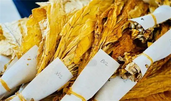 烟叶分级灯箱：提高烟叶分级效率和准确性的关键工具2