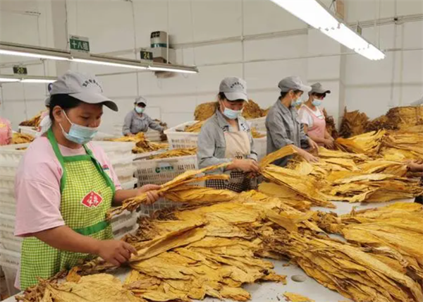什么是烟叶分级灯箱？烟叶分级灯箱标准规范